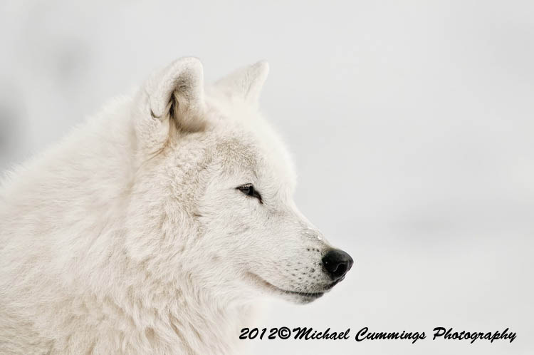 arcticwolf