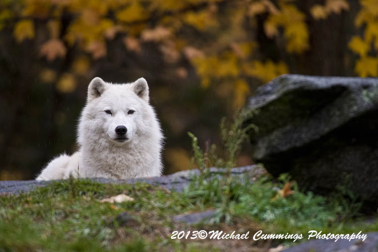 arcticwolf