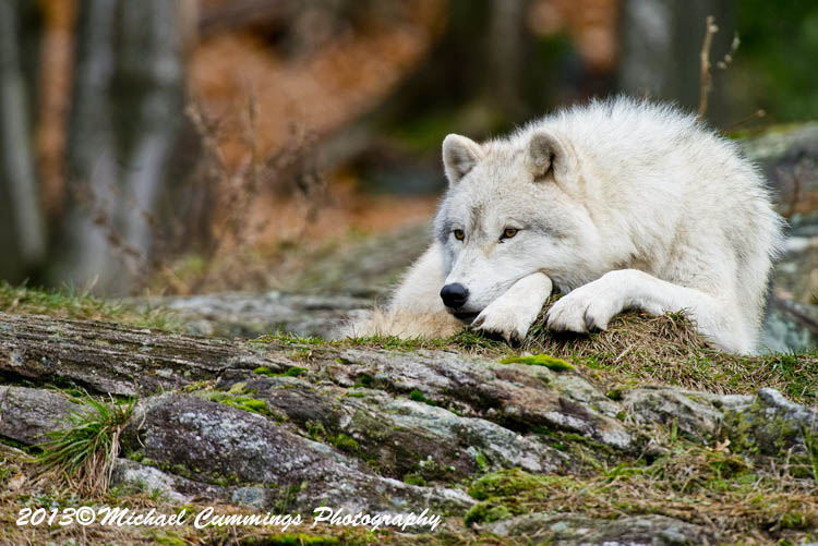 arcticwolf