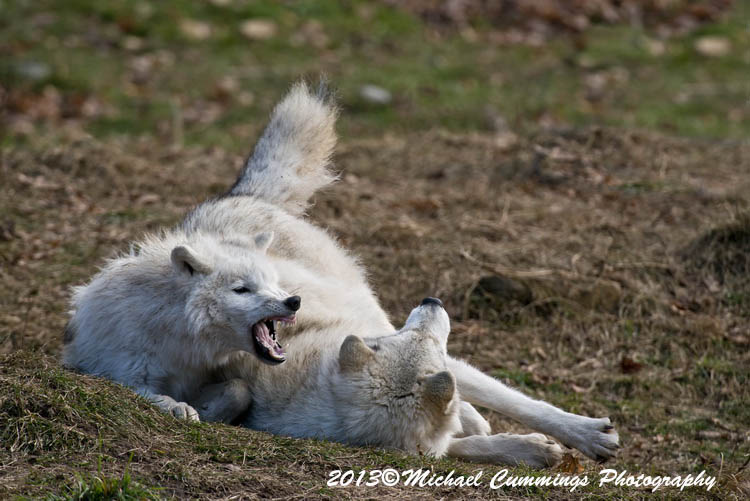 arcticwolf