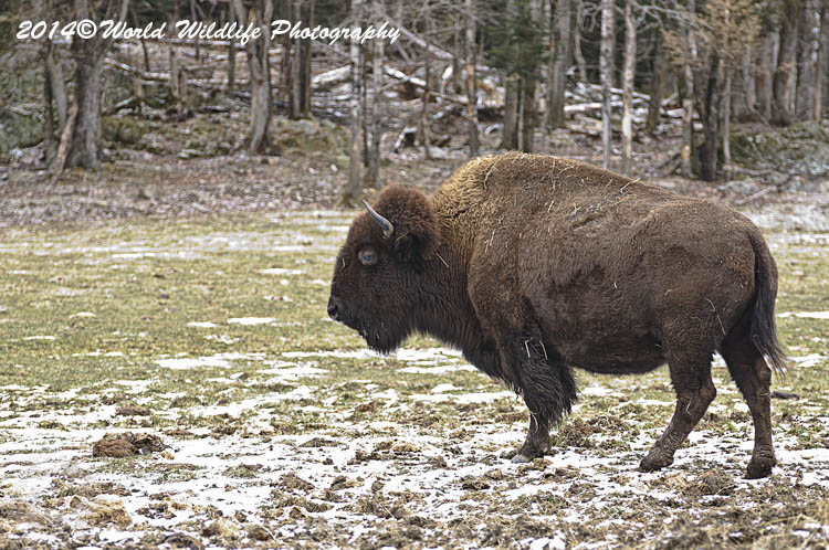 bison