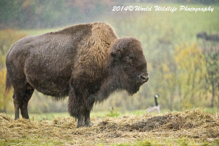 bison