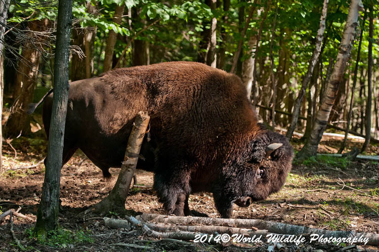 bison
