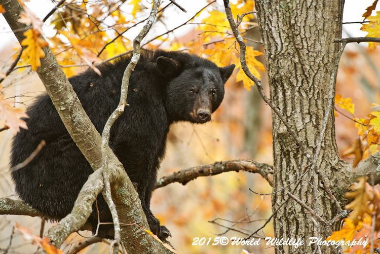 blackbear