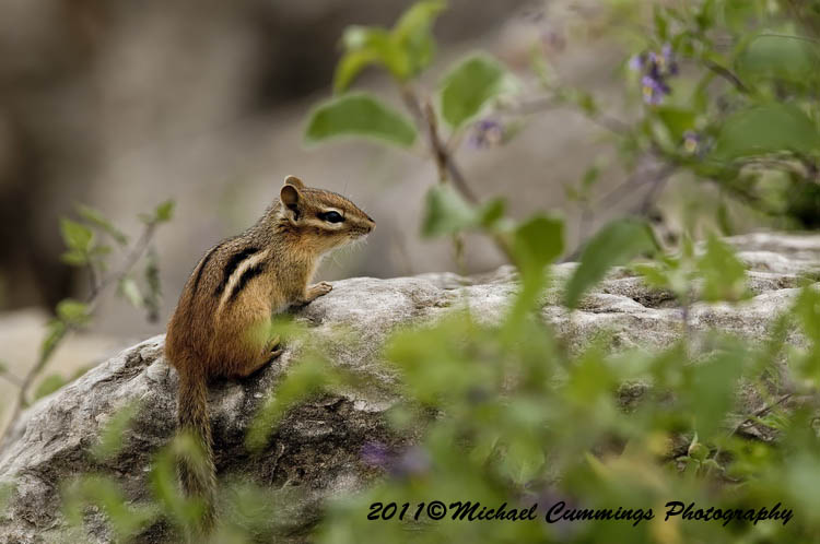 chipmunk