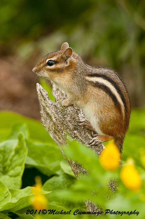 chipmunk