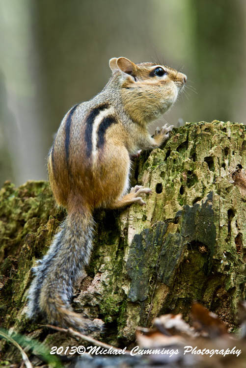 chipmunk