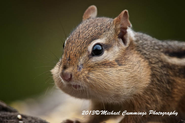 chipmunk