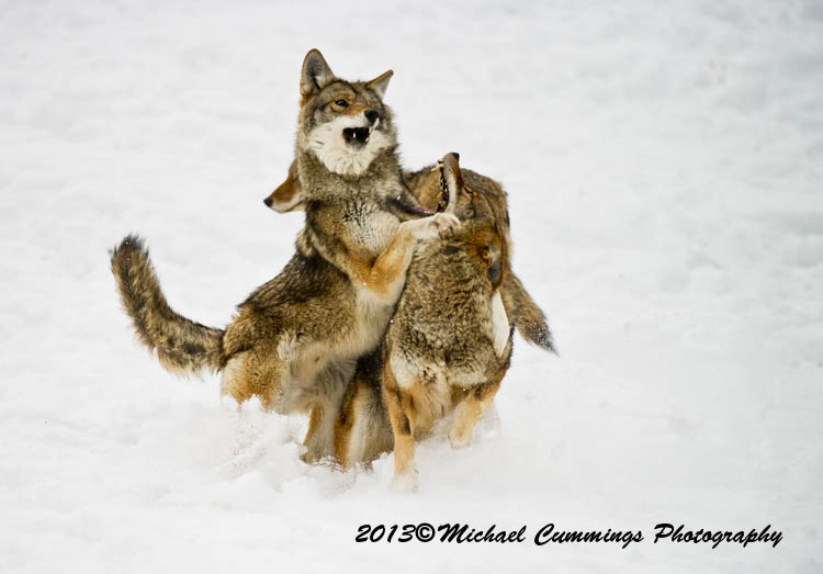 coyote