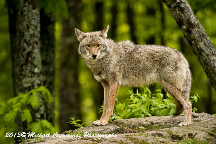 coyote