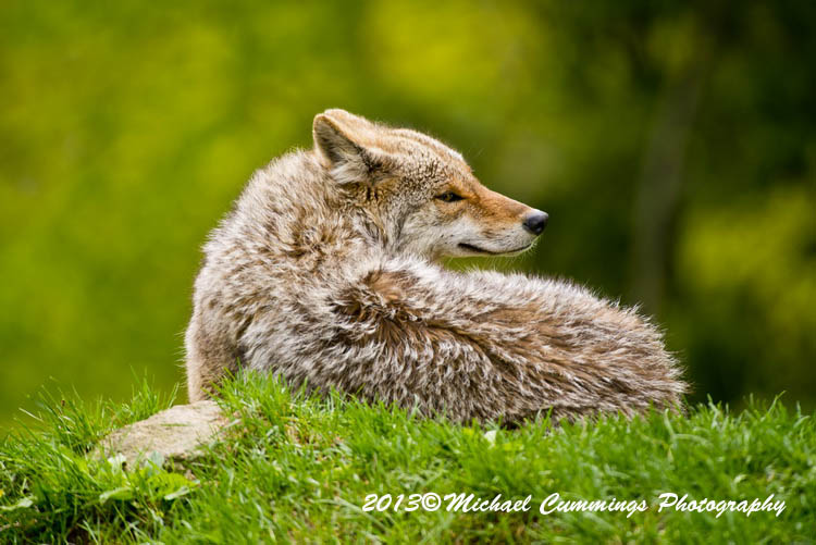 coyote