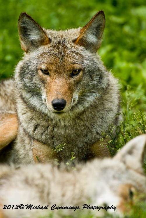 coyote