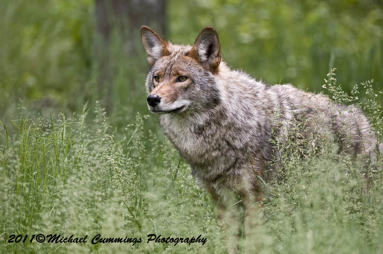 coyote