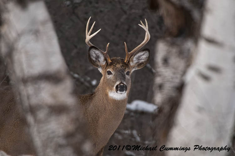 deer