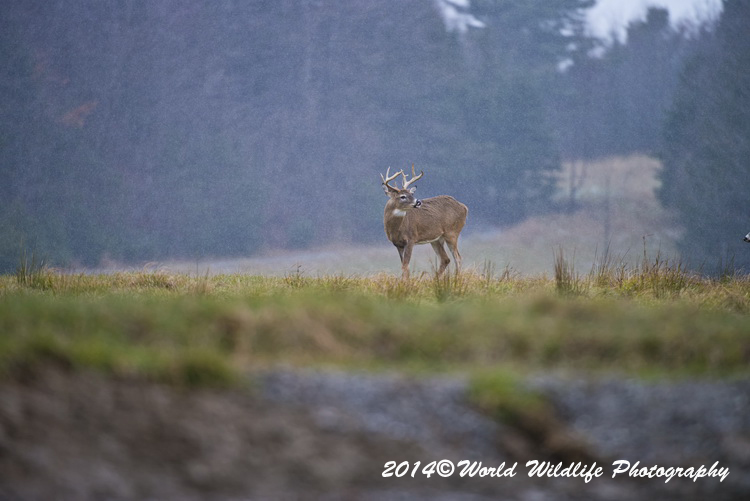 deer