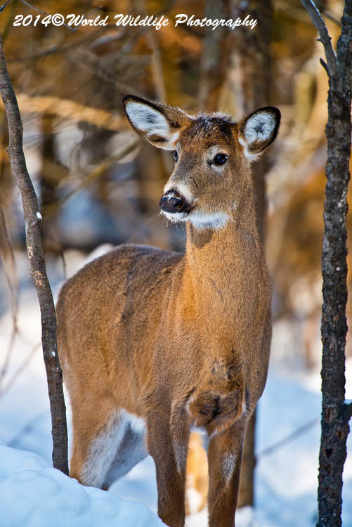 deer