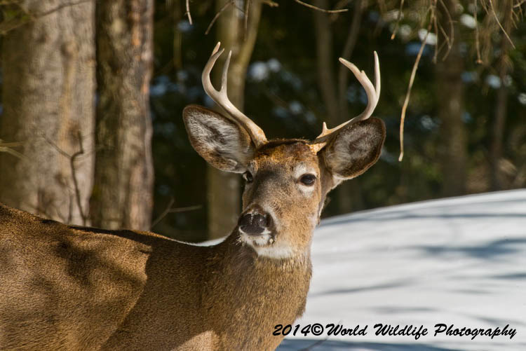 deer