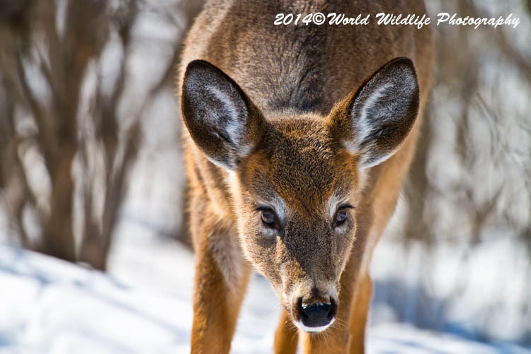 deer