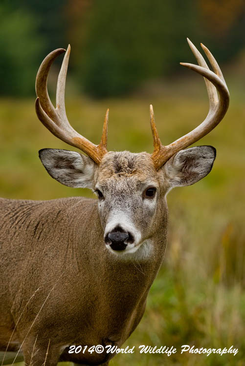 deer
