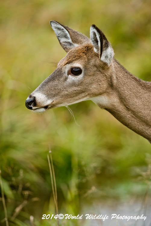 deer