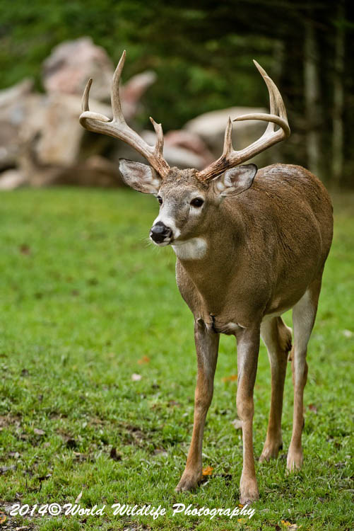 deer