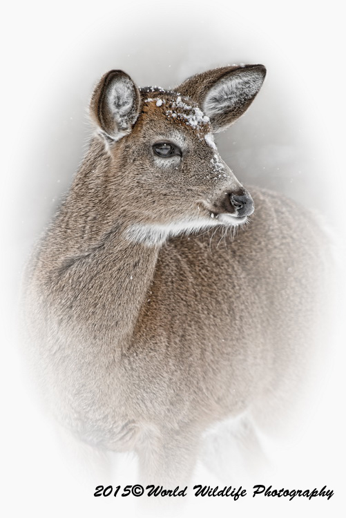 deer