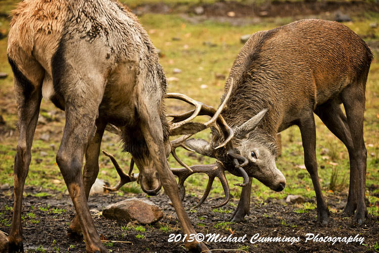 elk