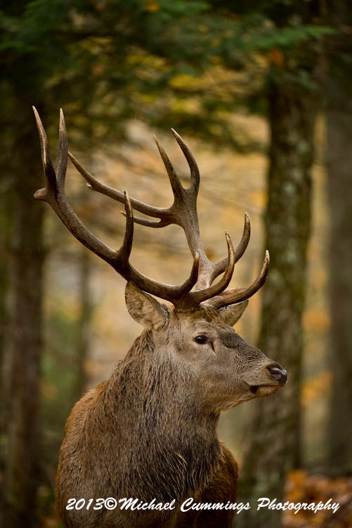elk