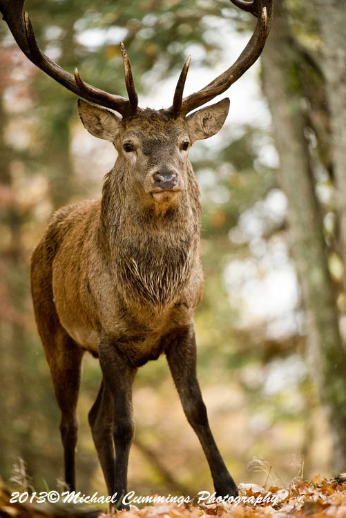 elk