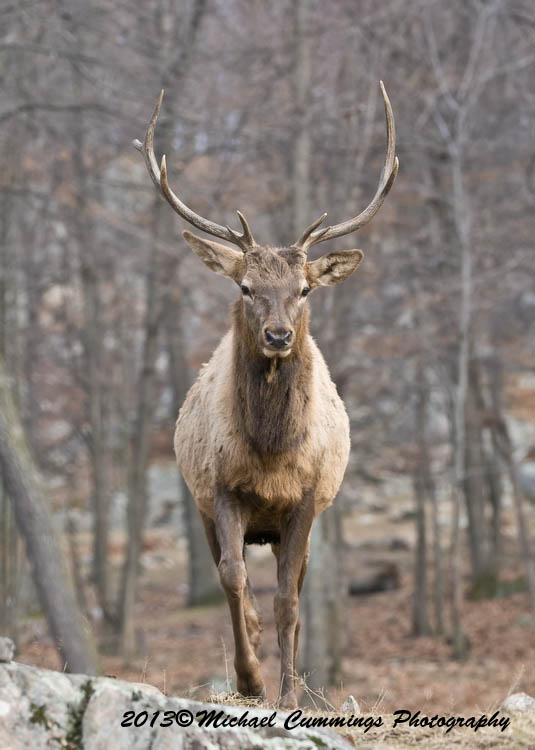 elk