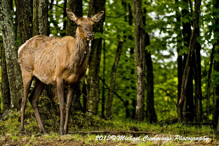elk