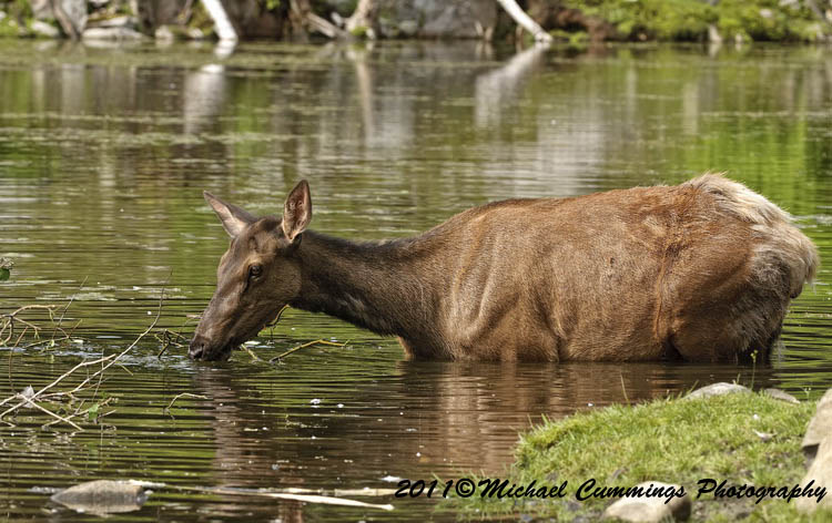 elk