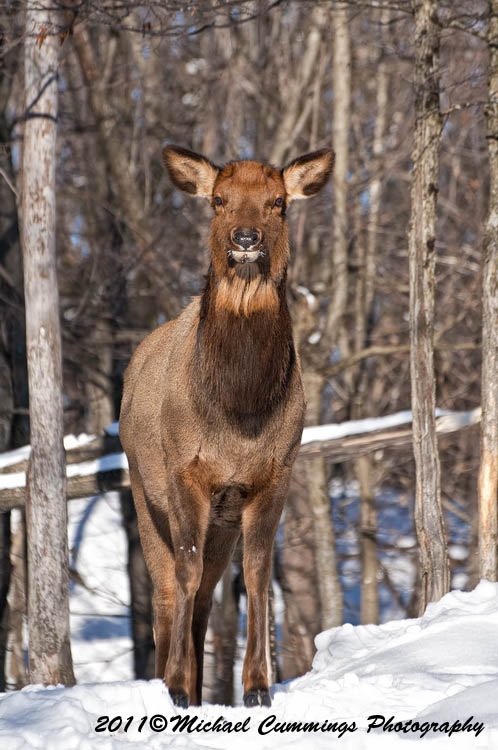 elk