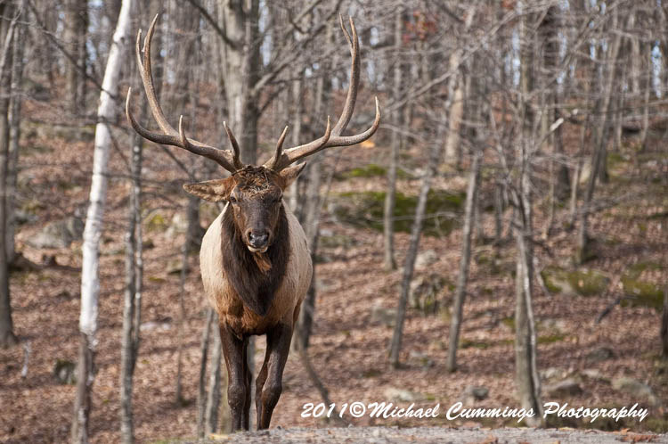 elk