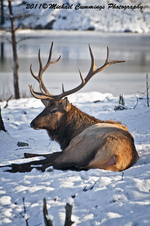 elk