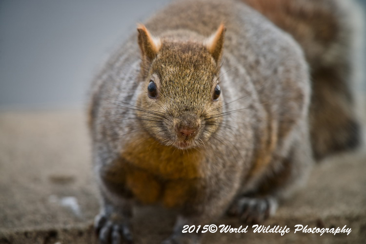 graysquirrel