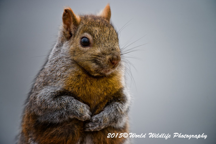 graysquirrel