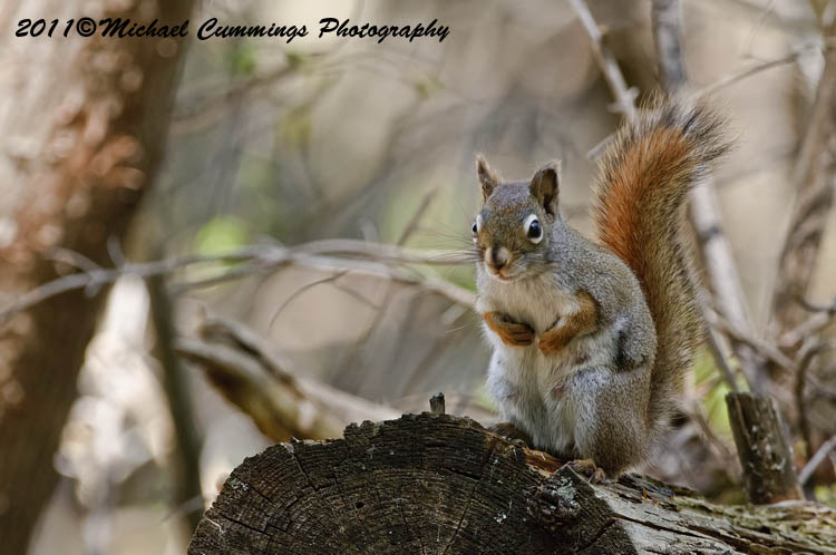 graysquirrel