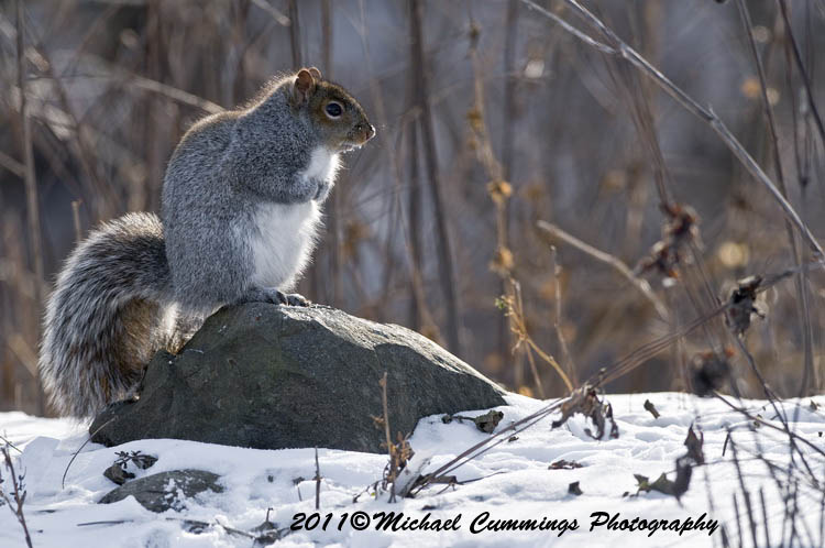 graysquirrel