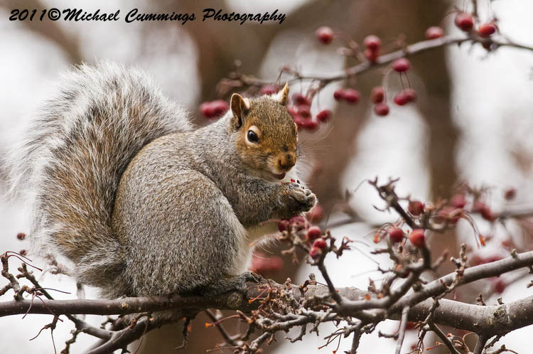 graysquirrel