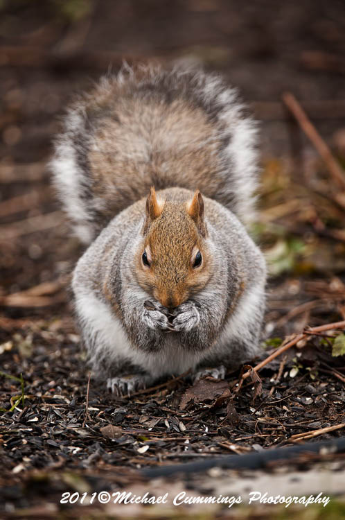 graysquirrel