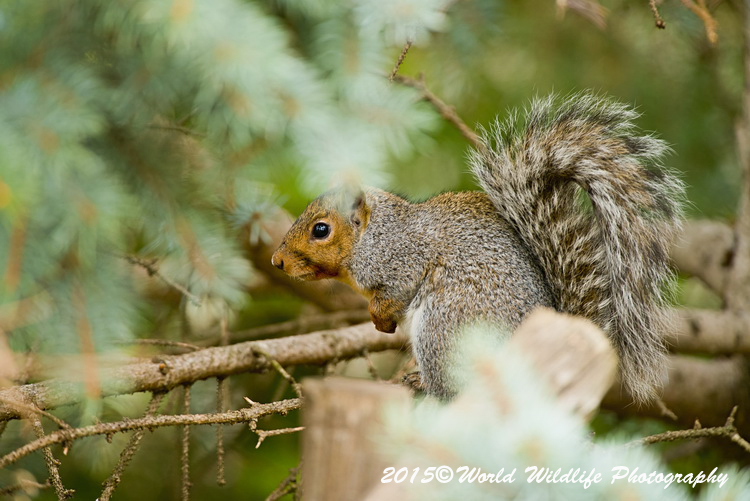 graysquirrel