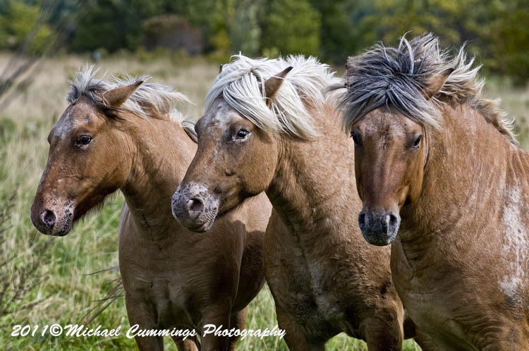 horses