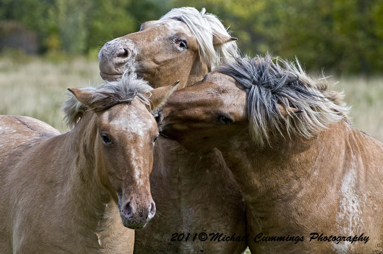 horses