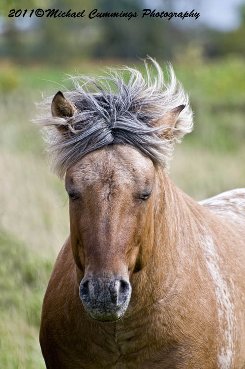 horses