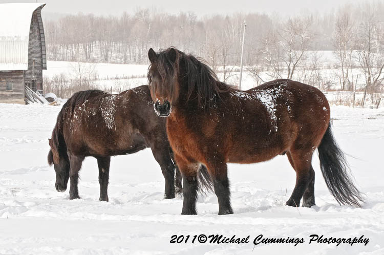 horses