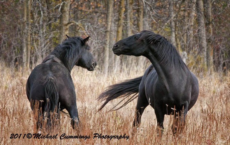 horses