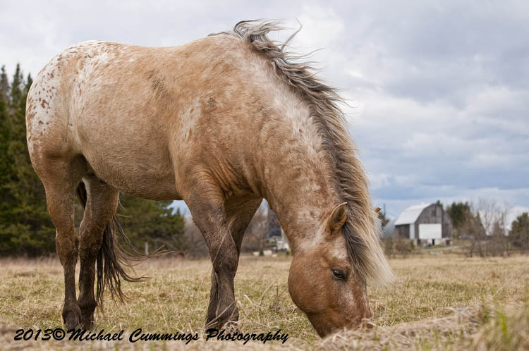 horses