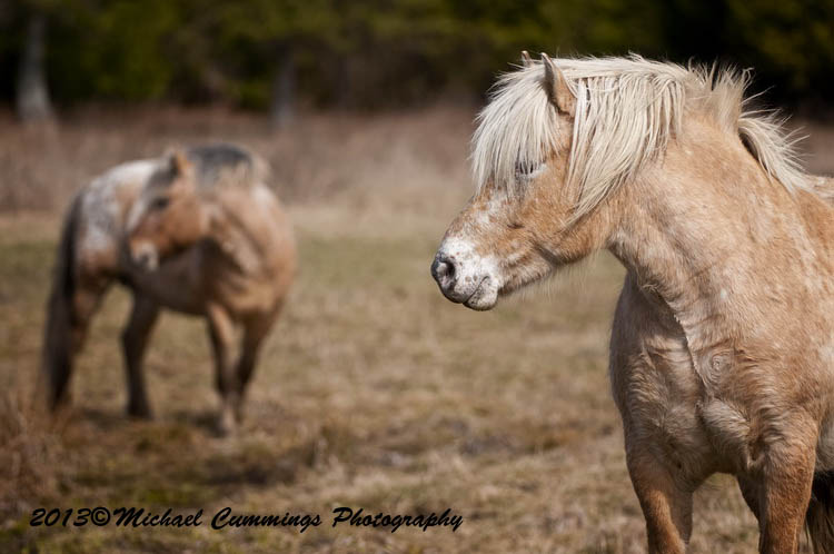 horses