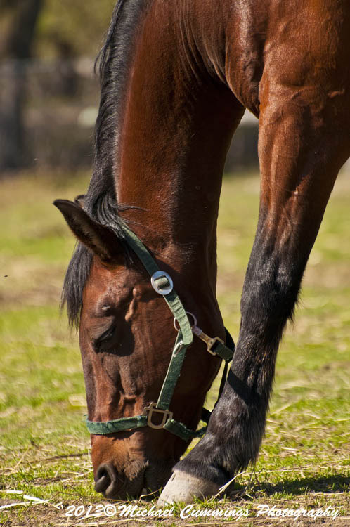 horses
